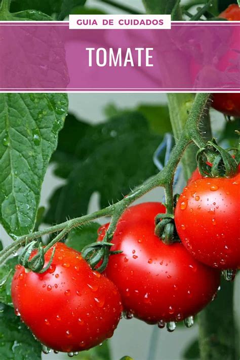 Tomate Cuidados Siembra Lycopersicon O Solanum Esculentum