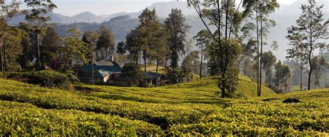 History Of Ceylon Tea Ceylon Tea Trails Sri Lanka