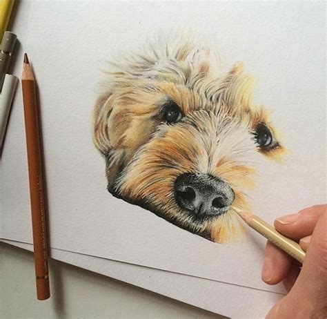 Colored Pencil Dog Portraits Dorian Whitlock
