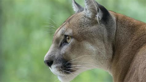 Cougar Hunting Closed On Oregon Coast North Cascades After Quota