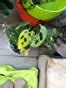 A heartleaf philodendron is a trailing plant with dark green, heart shaped leaves. Ugaoo Philodendron Broken Heart Plant with Self Watering ...