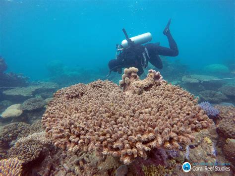 Record Swathes Of The Great Barrier Reef Died In 2016 Aivanet