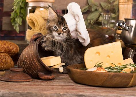 Can Cats Eat Cheese Find Out Here All Animals Guide