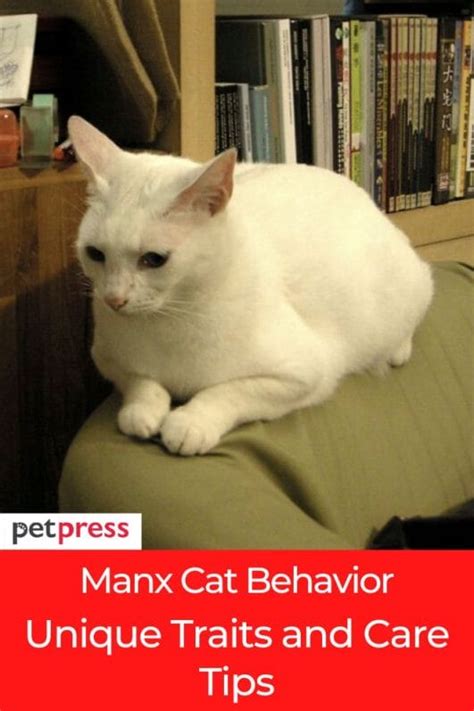 Understanding Manx Cat Behavior Unique Traits And Care Tips