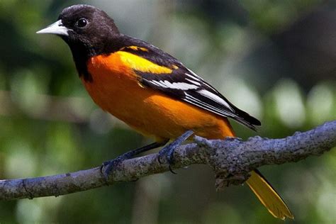 When Do Orioles Migrate North Birdwatching Buzz