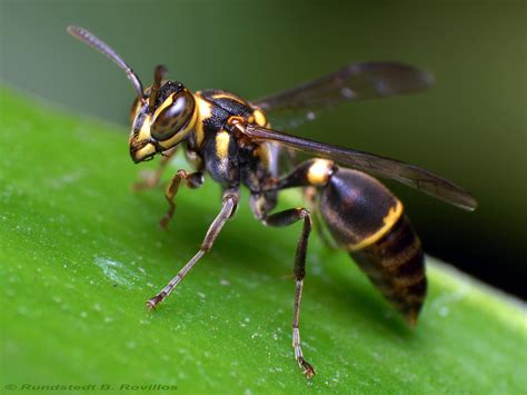 Wasp A Wasp Is A Predatory Flying Stinging Insect Of The O Flickr