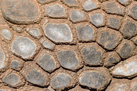 Turtle Skin Pattern Photography Image Photography Patterns In Nature