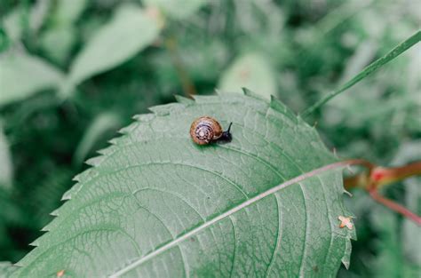 Snail On Leaf Free Photo On Barnimages