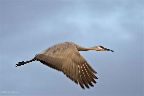 Crane Bird In Flight Bing Images Çizim