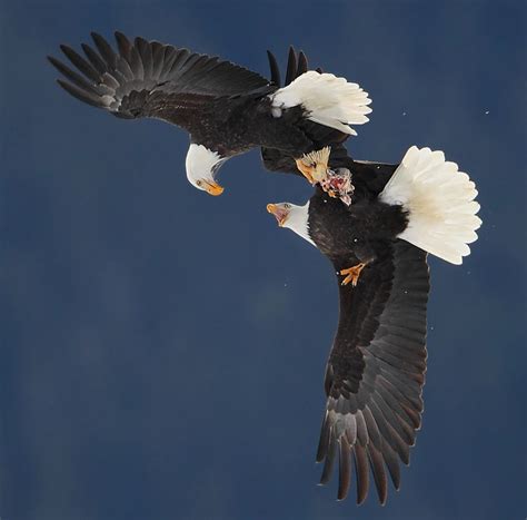 Pin By Yulia On Mating In Animal World Bald Eagle Eagle Drawing