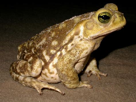Girino De Sapo Cururu