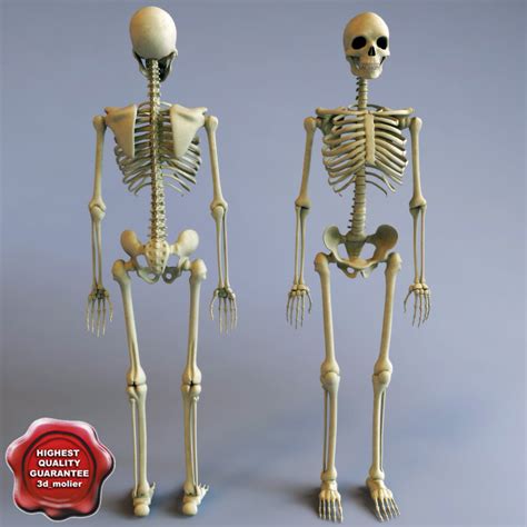 3d Model Human Skeleton