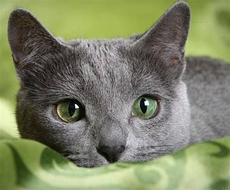 At this point, russian blues were shorthaired, solid blue felines with foreign body types. The Russian Blue or Archangel Blues -short haired cat ...