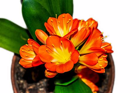 Clivia Plant Tips For Growing Beautiful Clivia Plants