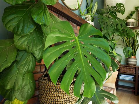 How To Get Rid Of Fungus Gnats In Houseplants Organically