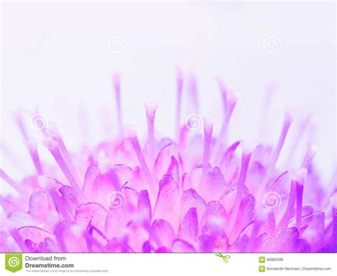 Blue Flower Background Stock Photo Image Of Macro Petal 68982596