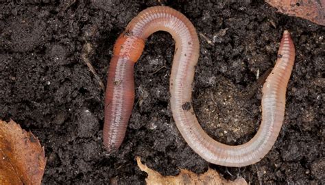 7 Classifications Of Earthworms Sciencing