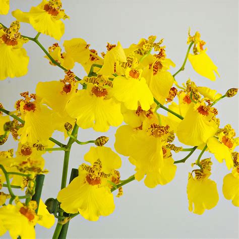 Oncidium Orchid Munsterland Stern Yellow Delivery In Belgium By Tsforeurope