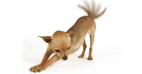 Origin of tail wagging the dog. You Might Be Wrong About What Your Dog Is Saying When He ...