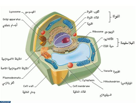 اجزاء الخلية النباتية