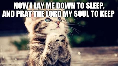 Praying Cat Imgflip