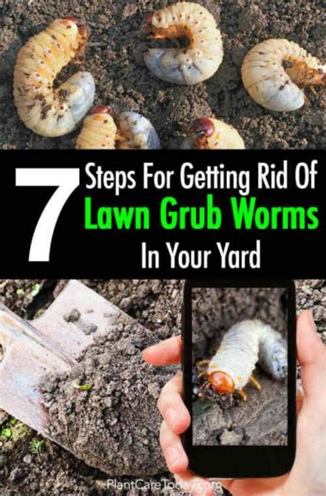 7 Steps For Getting Rid Grub Worms In Your Yard Lawn Pests Grub