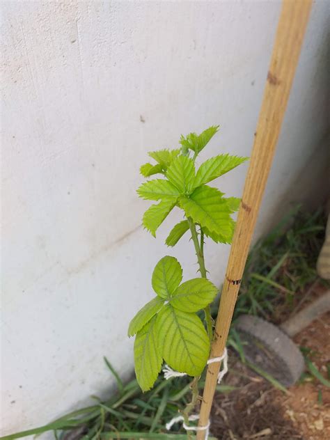 Blackberry bush and blackberries, delicious small summer fruits. help! Leaves curling and browning on blackberry (berries ...