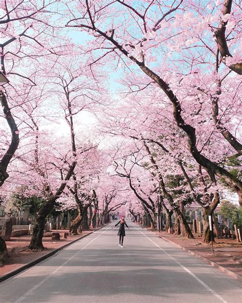Foto Pemandangan Bunga Sakura Di Jepang Imagesee