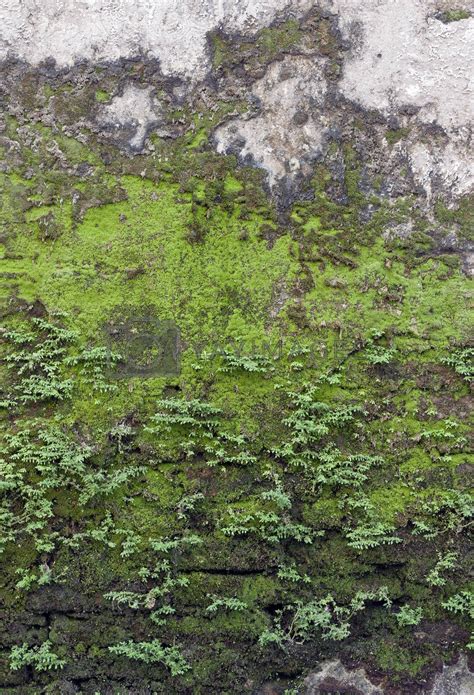 Texture Of Old Stone Wall Covered Green Moss By H2oshka Vectors
