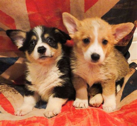 The corgi is suited for apartment or city living provided they are sufficiently exercised and mentally stimulated. Corgi puppies available now | in Cardiff Bay, Cardiff ...