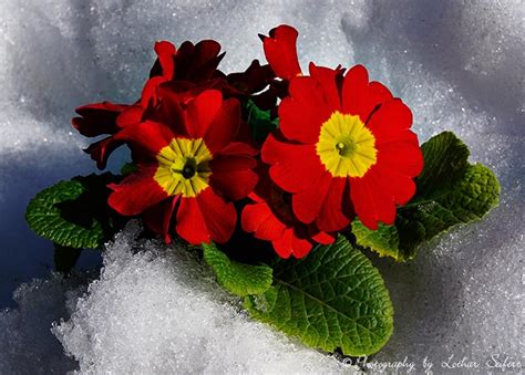 Etwa 500 arten gehören zu dieser gattung. Primeln, stängellose Schlüsselblumen (Primula acaulis ...