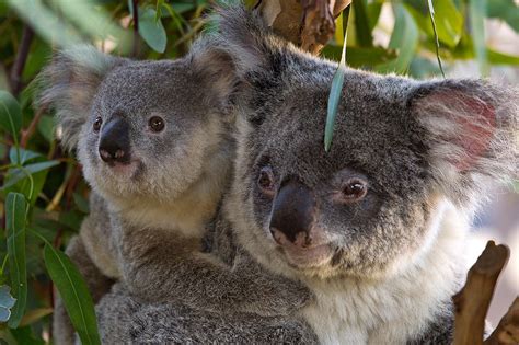 Koala baby angie