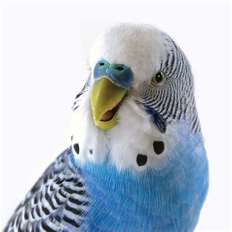 Budgie Birthday Card Blue Budgerigar Blank Card Bird Parrot Freepost