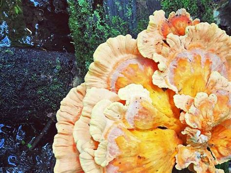 Where To Find Chicken Of The Woods Mushroomstalkers