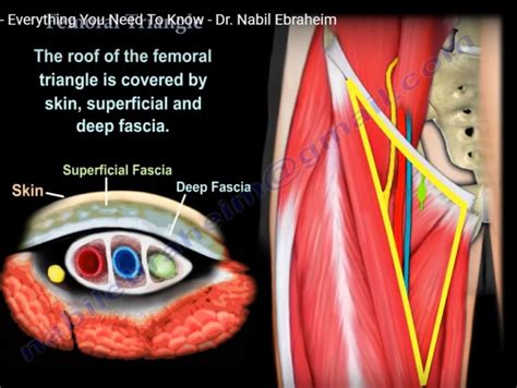 Anatomy Of The Femoral Triangle —