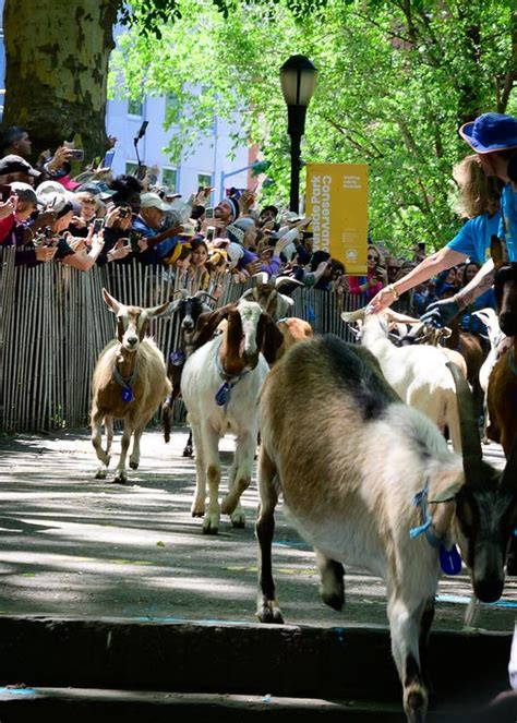 The Running Of The Goats Will Take Place On The Uws In July Upper