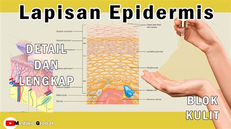 Lapisan Epidermis Kulit Anatomi Dan Fungsi Kulit Sistem Intergumen