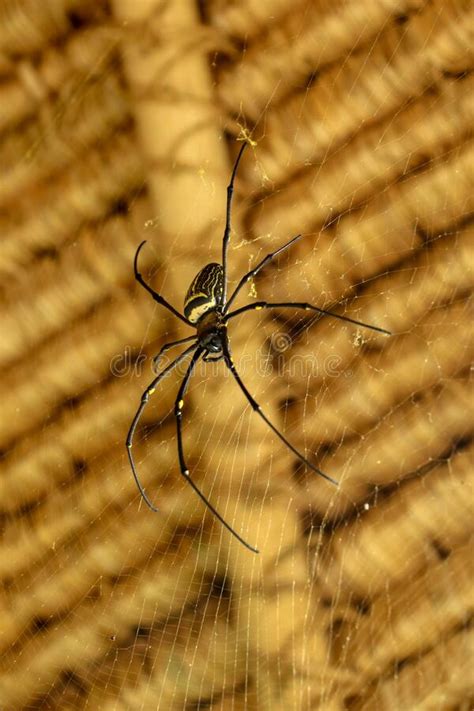 Front View Of Nephila Pilipes Or Golden Orb Web Spider Giant Banana