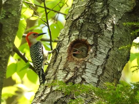 Nestwatch Red Bellied Woodpecker A Hungry Chick Nestwatch