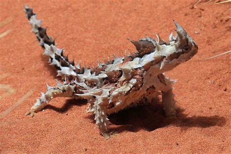 Desert Lizard Can Sip Water From Sand Through Its Feet And Back New