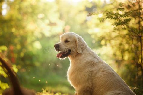 364 Nice Golden Labrador Dog Outdoor Stock Photos Free And Royalty Free