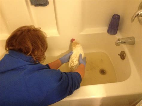 Sugar Lips Getting A Bath She Died The Next Day Wasn T Doing Well Backyard Chickens Learn