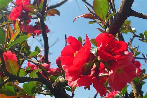 10 Beautiful Red Flowering Trees With Pictures