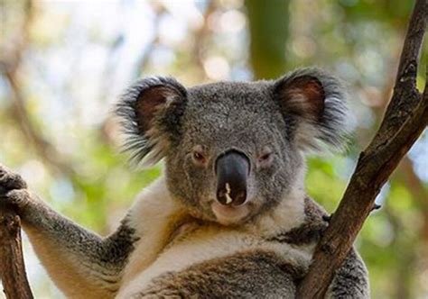 How You Doin Sexy Koala Wins The Internet With Super Seductive Pose