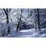 Snowy Forest Wallpaper 70  Pictures