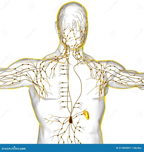 Anatomía De Ganglios Linfáticos Humanos Para El Concepto Médico 3d