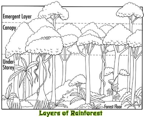 Coloring pages for rainforest animals preschoolers kids cartoon owl to wild zoo baby print out. Canopy coloring, Download Canopy coloring for free 2019