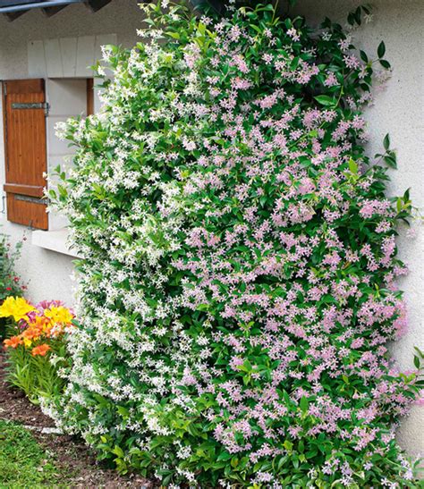 Maybe you would like to learn more about one of these? Duft-Jasmin Pink & Weiß: 1A-Qualität kaufen | BALDUR-Garten