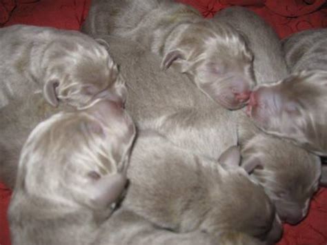 Does your puppy have really coarse hair on top and around their mange and really thin and soft hair on their belly? AKC Silver Lab Puppies for Sale in Dansville, Michigan Classified | AmericanListed.com