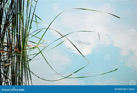 Weeds Reflections In Pond Stock Photo Image Of Grass 5442164
